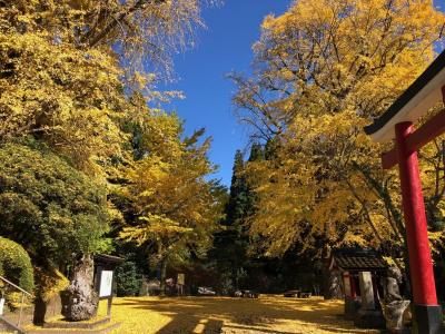旗山神社の銀杏の写真