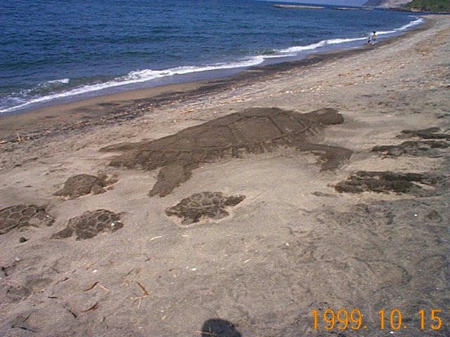 砂で作った大ウミカ゛メの写真