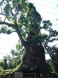 大楠の写真