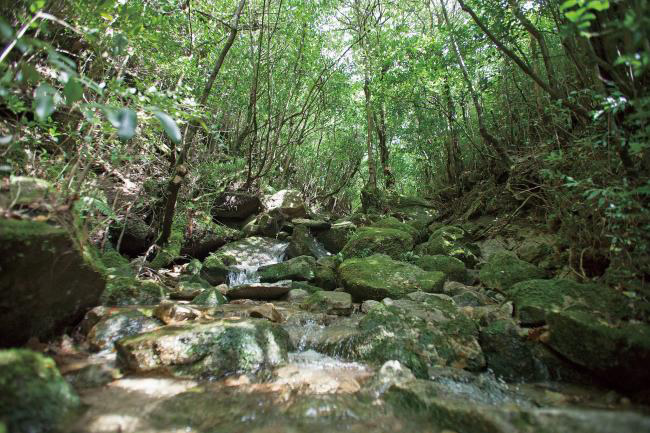 Shouyoju-no-Mori (Laurel Forest)